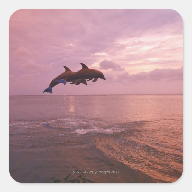 Bottlenosed Dolphins Jumping at Sunset Square Sticker (Front)