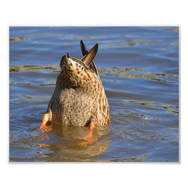 Bottom's Up Duck Photo Print (Front)