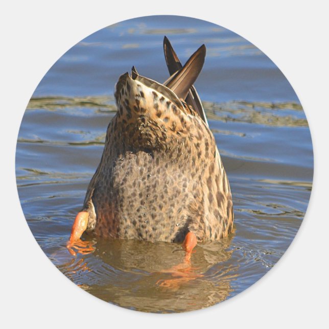 Bottoms Up Duck Sticker (Front)