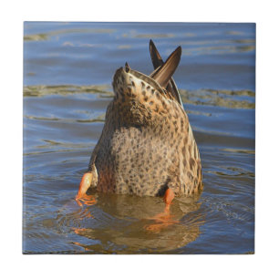Bottoms Up Duck Tile