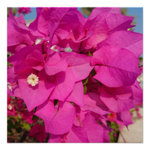 Bougainvillea 20" x 20",Poster Paper,Semi-Gloss Poster