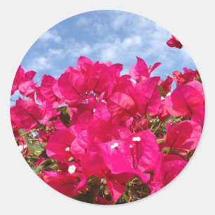 Bougainvillea and Beautiful Blue Sky Classic Round Sticker