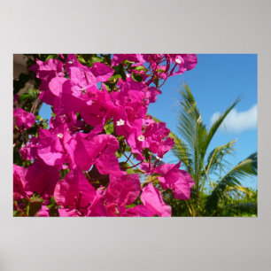 Bougainvillea and Palm Tree Tropical Nature Scene Poster