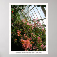 Bougainvillea at the United States Botanic Garden