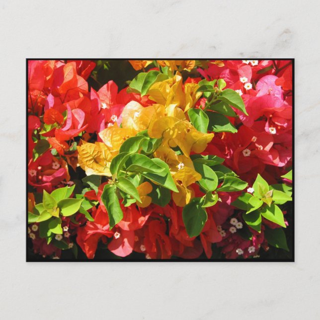 Bougainvillea Blossoms Postcard (Front)
