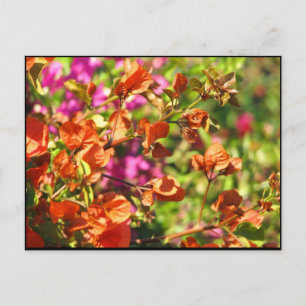 Bougainvillea Branches Postcard