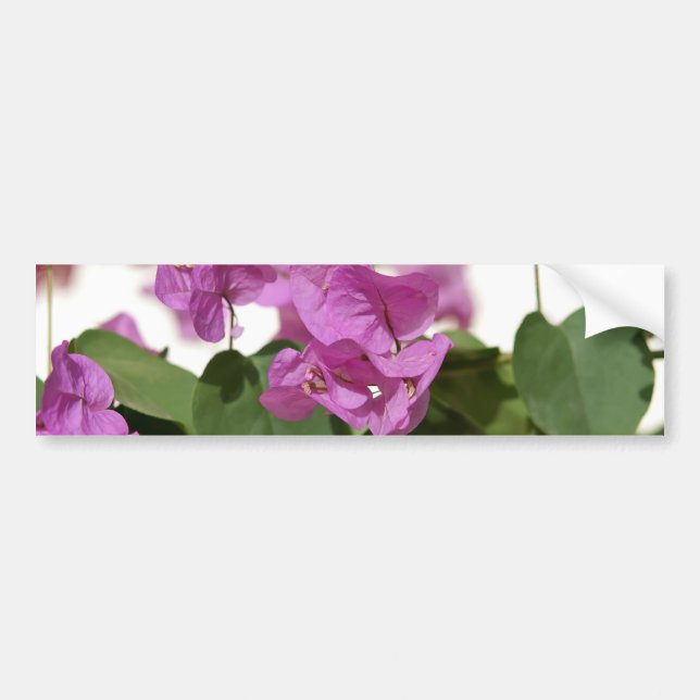 Bougainvillea Bumper Sticker (Front)