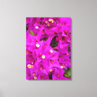 Bougainvillea