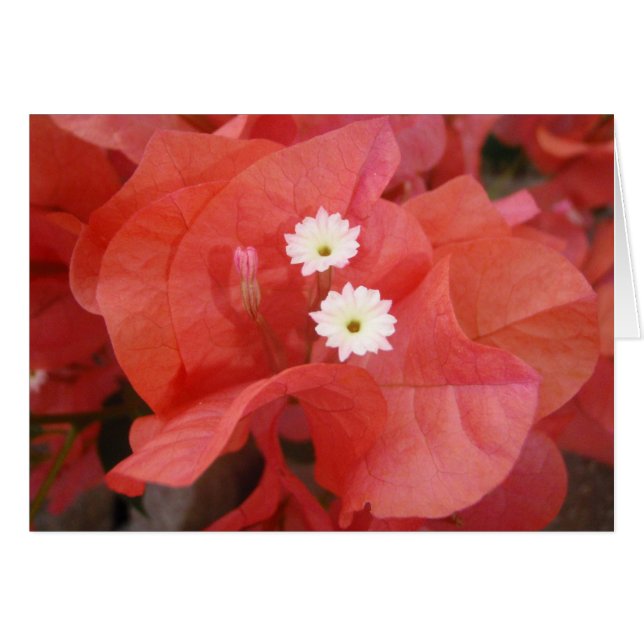 Bougainvillea Flowers (Front Horizontal)