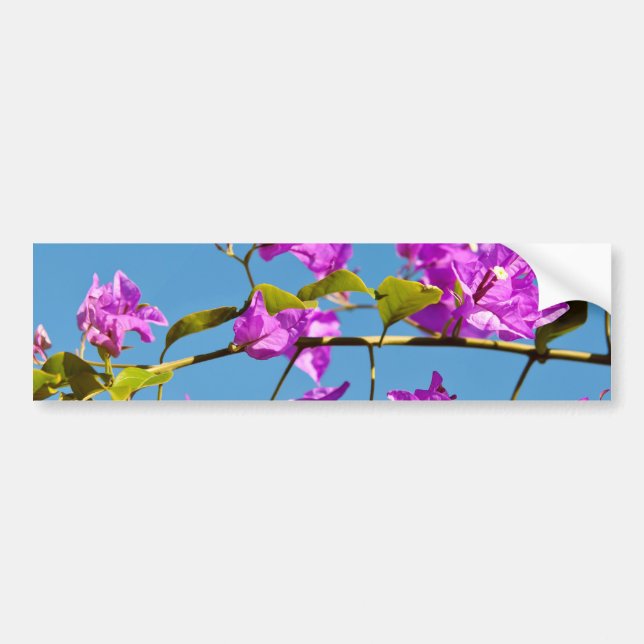 Bougainvillea Flowers Bumper Sticker (Front)