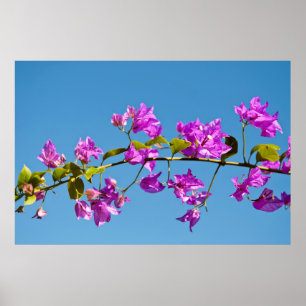 Bougainvillea Flowers Poster
