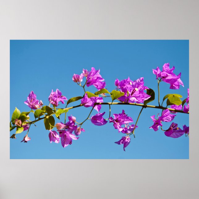 Bougainvillea Flowers Poster (Front)