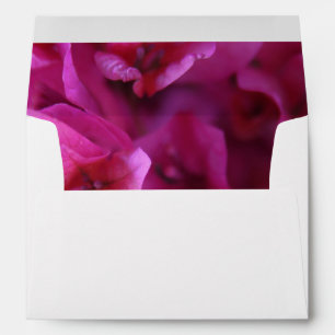 Bougainvillea full envelopes