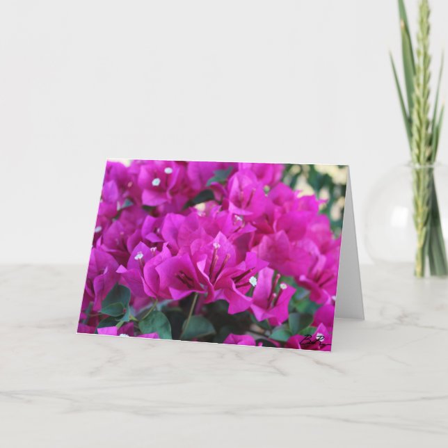 Bougainvillea - Greeting Card (Front)