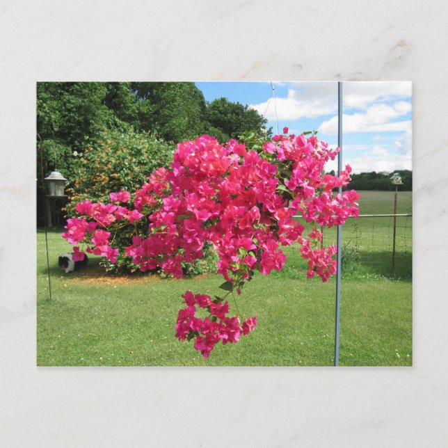 Bougainvillea in a Basket Postcard (Front)