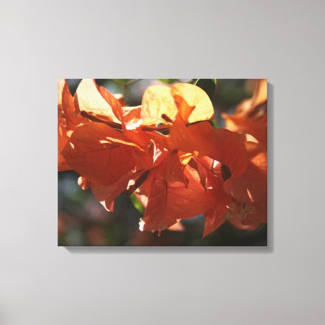 Bougainvillea (Peach Closeup) Canvas Print (Front)