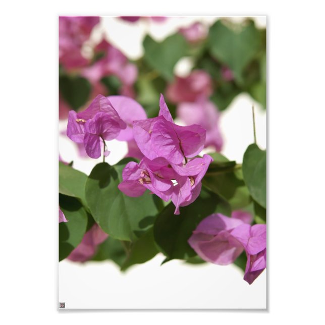 Bougainvillea Photo Print (Front)