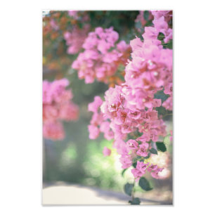 Bougainvillea Photo Print
