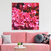 Bougainvillea Pink Tropical Vining Shrub Photo