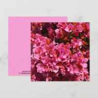 Bougainvillea Pink Tropical Vining Shrub Photo