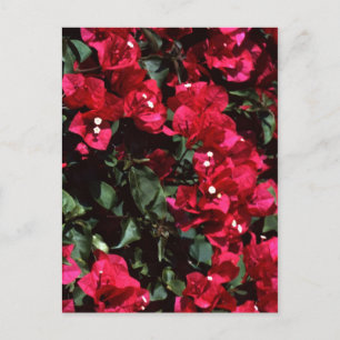 Bougainvillea Postcard