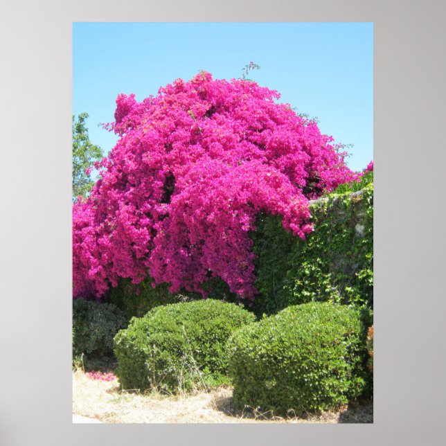 Bougainvillea Poster (Front)