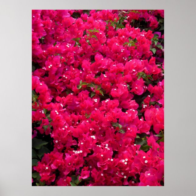 Bougainvillea Poster (Front)