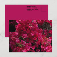 Bougainvillea Red Tropical Vining Shrub Photo
