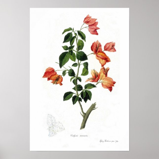 Bougainvillea spectabilis poster (Front)