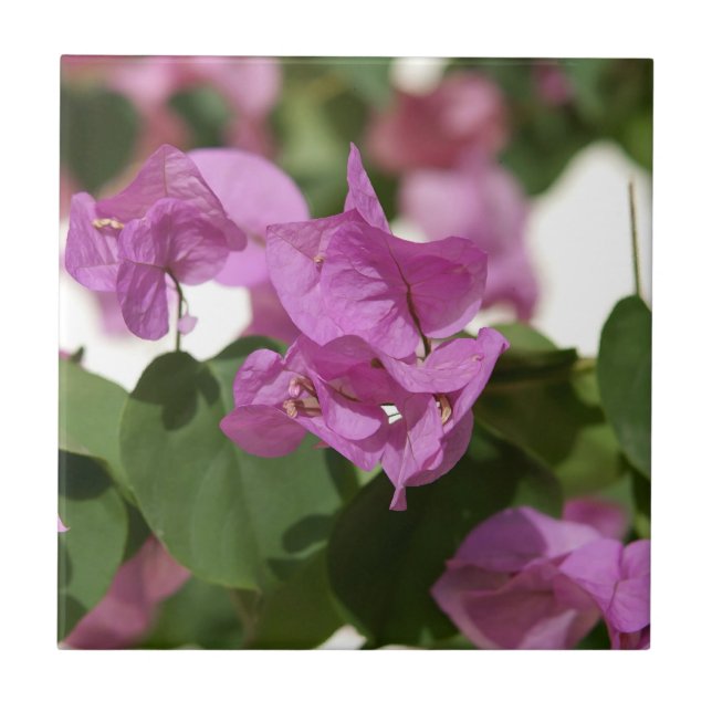 Bougainvillea Tile (Front)