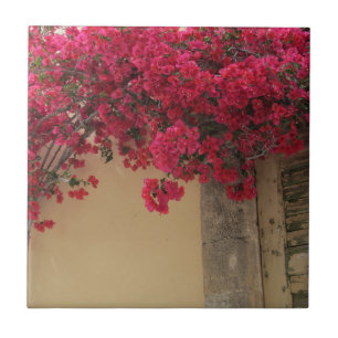 Bougainvilleas on a Rustic Building in Greece Tile