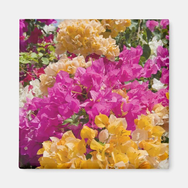 Bouganvilleau, Cayman Brac, Cayman Islands, Magnet (Front)