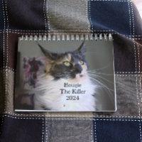 Bougie Dilute Calico Maine Coon Cat