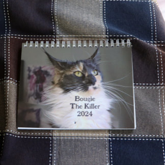 Bougie Dilute Calico Maine Coon Cat                Calendar