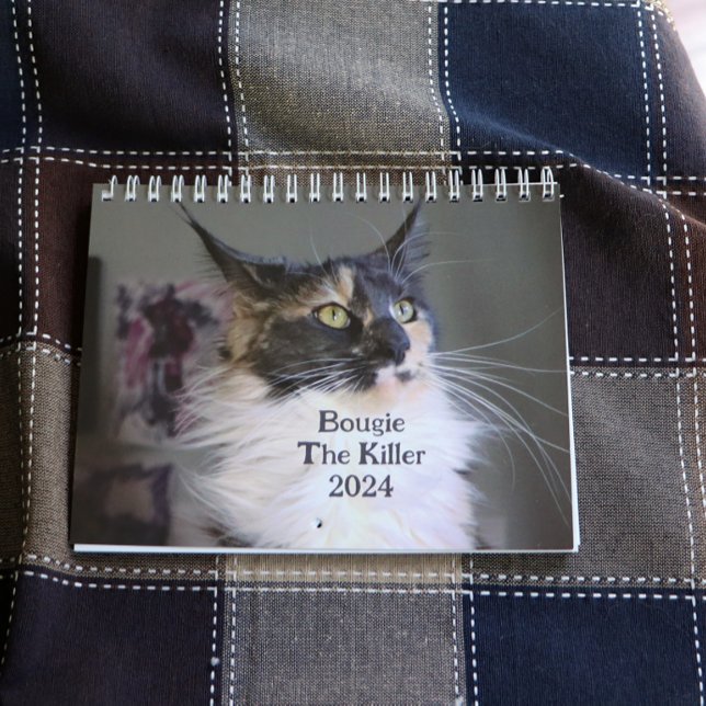 Bougie Dilute Calico Maine Coon Cat                Calendar (Creator Uploaded)