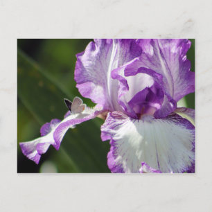 Bountiful Butterfly Iris Photography Postcard