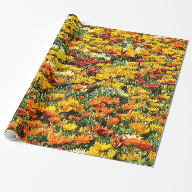 Bountiful Field of Gold and Rust Chrysanthemums Wrapping Paper (Unrolled)