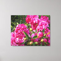 Bountiful peonies