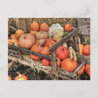 Bounty Pumpkins Postcard