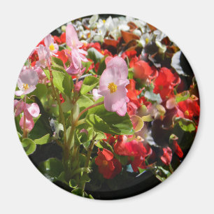 Bouquet of Begonias... Magnet