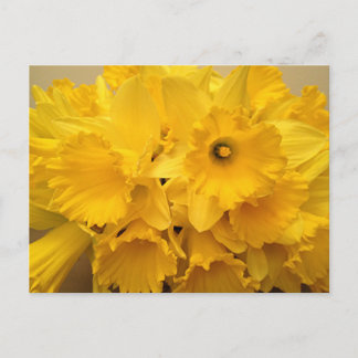 Bouquet of Daffodils Postcard