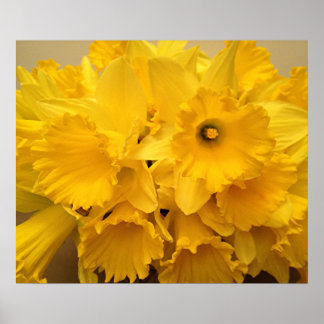 Bouquet of Daffodils Poster