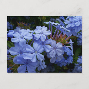 Bouquet of Plumbago Announcement Postcard