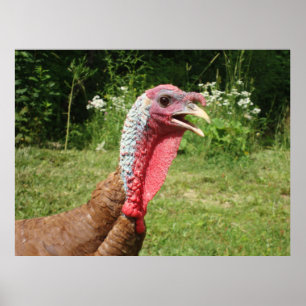 Bourbon Red Turkey Poster