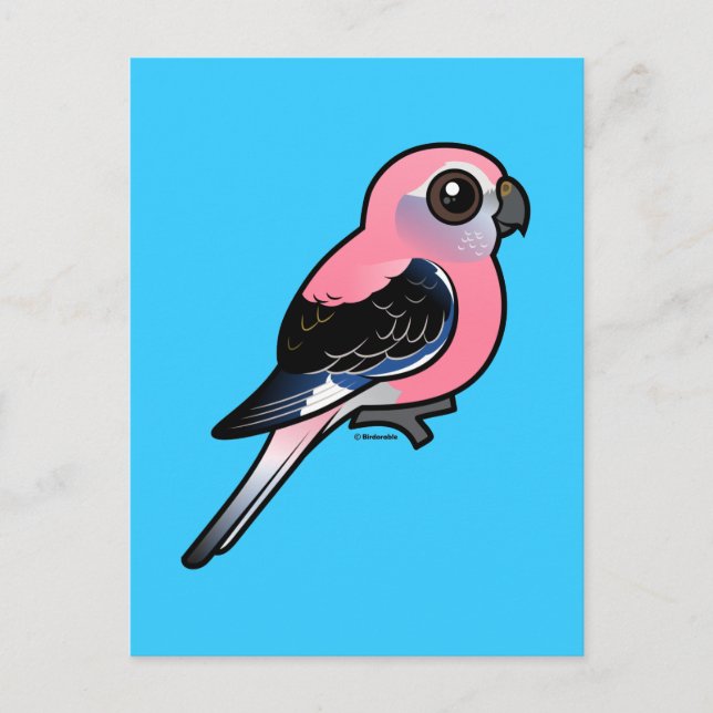 Bourke's Parakeet Postcard (Front)