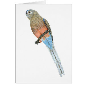 Bourke's Parrot - Neophema bourkii