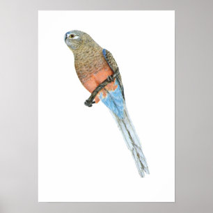 Bourke's Parrot - Neophema bourkii Poster