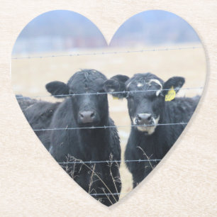 Bovine bystanders  paper coaster