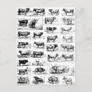 Bovine Chart Postcard