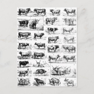 Bovine Chart Postcard
